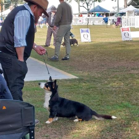 Welsh Corgi (Cardigan) for sale by LLONDEE