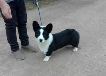 Welsh Corgi (Cardigan) for sale by BERGAMASCO