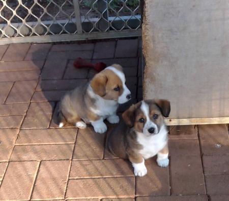 Welsh Corgi (Cardigan) for sale by LLONDEE