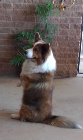 Welsh Corgi (Cardigan) for sale by LLONDEE