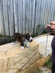 Welsh Corgi (Cardigan) puppy for sale by BERGAMASCO