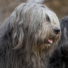 Bergamasco Shepherd Dog for sale by BERGAMASCO