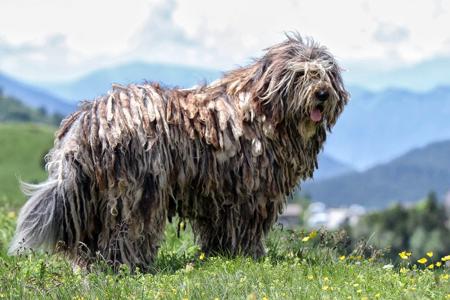 Bergamasco Shepherd Dog for sale by LLONDEE