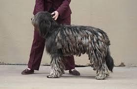 Bergamasco Shepherd Dog for sale by LLONDEE
