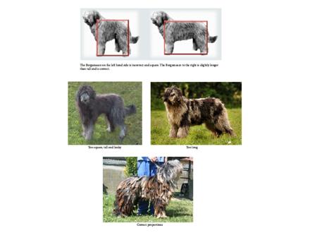 Bergamasco Shepherd Dog for sale by LLONDEE