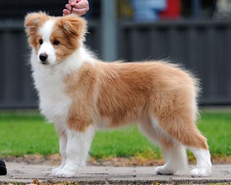 Winpara Act On Impulse Border Collie