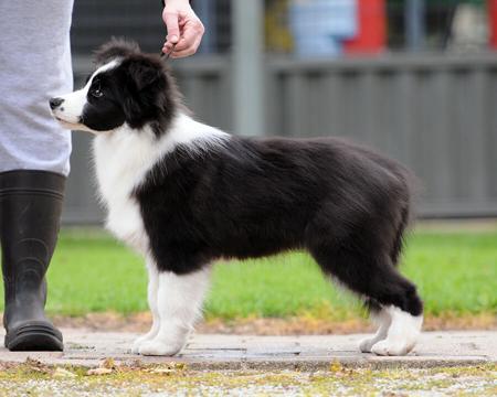 Winpara Class Act Border Collie
