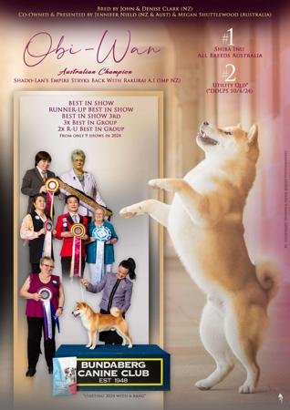 Shiba Inu for sale by ILSONYO