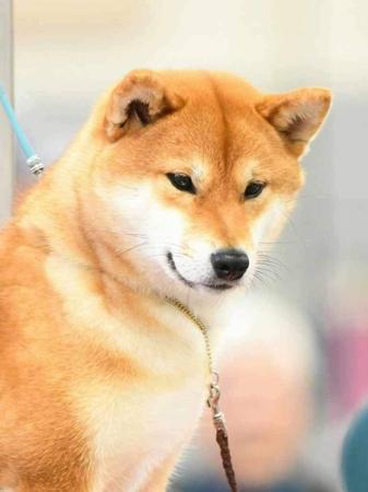 Shiba Inu for sale by ILSONYO