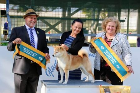 Shiba Inu for sale by ILSONYO