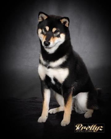 Shiba Inu for sale by ILSONYO