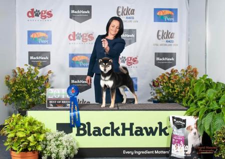 Shiba Inu for sale by ILSONYO