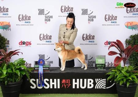 Shiba Inu for sale by ILSONYO