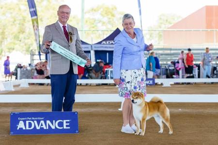 Shiba Inu for sale by ILSONYO