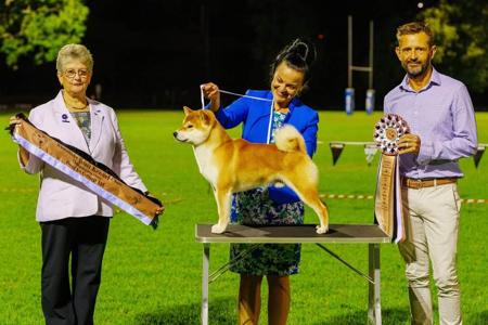 Shiba Inu for sale by ILSONYO