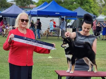 Shiba Inu for sale by ILSONYO