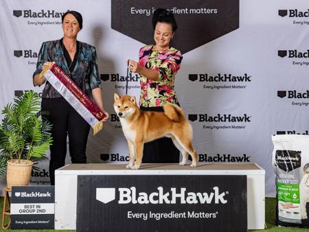 Shiba Inu for sale by ILSONYO