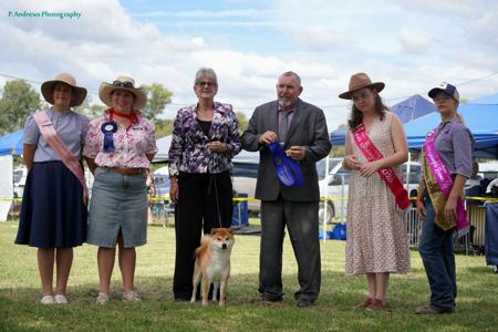 Shiba Inu for sale by ILSONYO