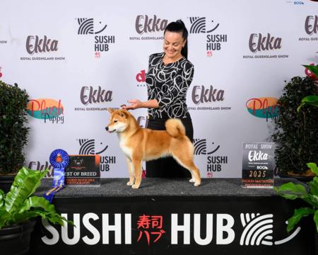 Shiba Inu for sale by ILSONYO