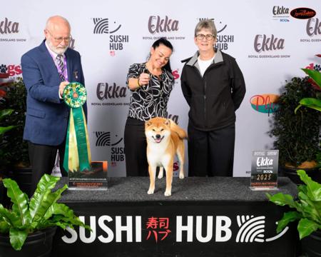 Shiba Inu for sale by ILSONYO