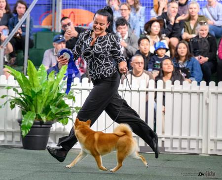 Shiba Inu for sale by ILSONYO