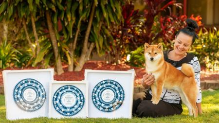 Shiba Inu for sale by MEGAN85