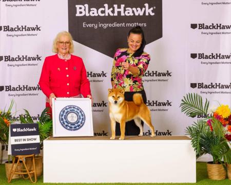 Shiba Inu for sale by ILSONYO