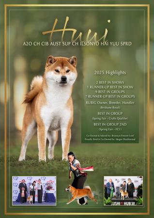 Shiba Inu for sale by ILSONYO