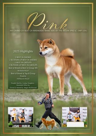 Shiba Inu for sale by ILSONYO