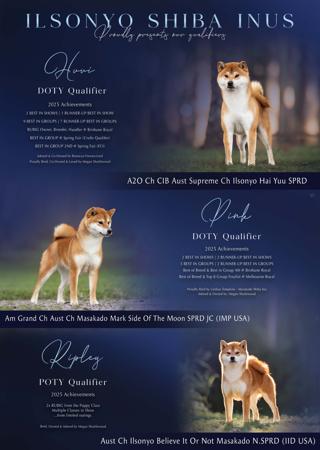 Shiba Inu for sale by ILSONYO