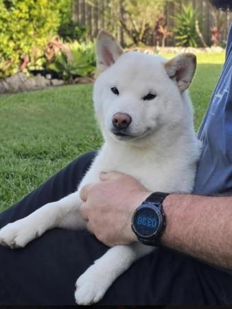Shiba Inu dog for sale by ILSONYO