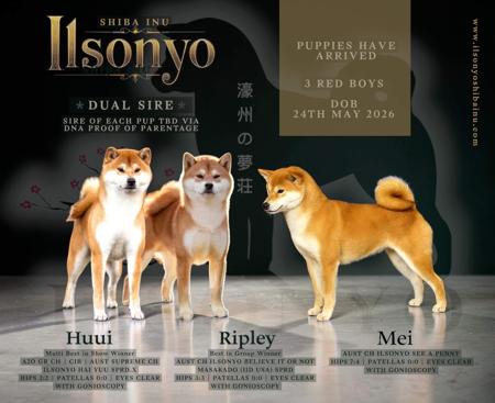 Shiba Inu puppy for sale by ILSONYO