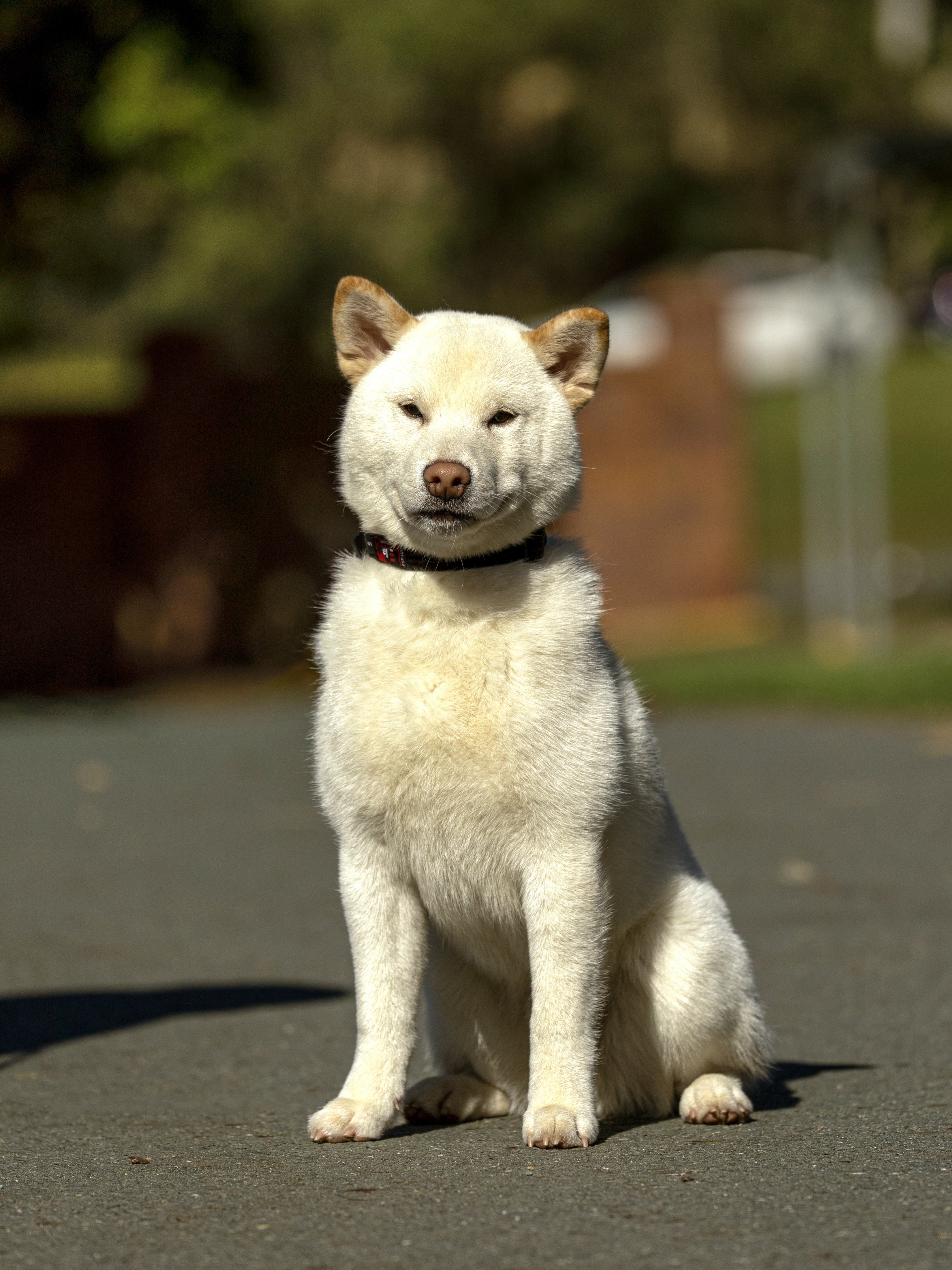 Shiba Inu dog for sale by MEGAN85