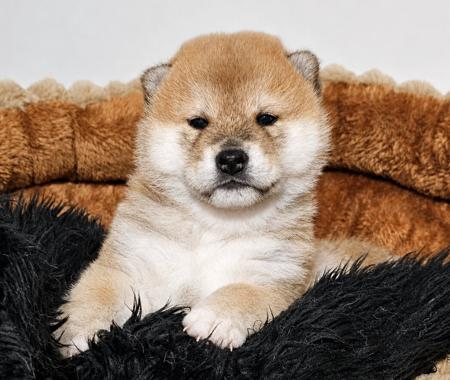 Shiba Inu puppy for sale by MEGAN85