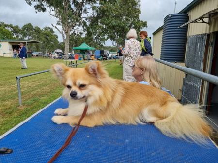 Chihuahua (Long Coat) puppy for sale by JAJA