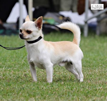Chihuahua (Smooth Coat) for sale by JAJA