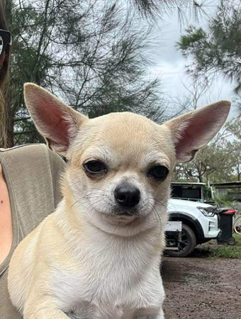 Chihuahua (Smooth Coat) for sale by JAJA