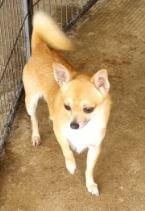 Chihuahua (Smooth Coat) for sale by JAJA