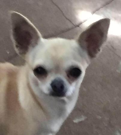 Chihuahua (Smooth Coat) for sale by JAJA