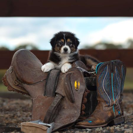 Australian Shepherd puppy for sale by AMDAKYANKS