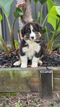 Australian Shepherd puppy for sale by DUNDER