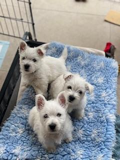 West Highland White Terrier puppy for sale by WESTIEX2