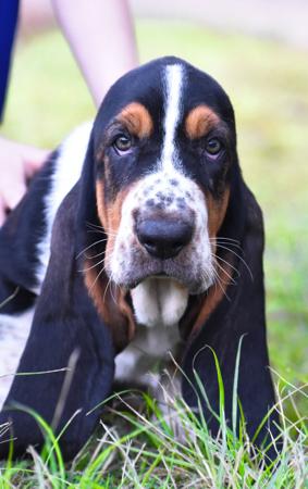 Basset Hound for sale by THELMAE