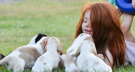 Basset Hound for sale by THELMAE