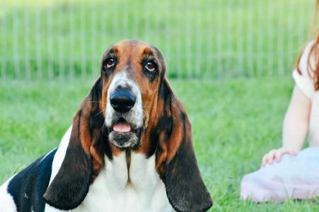 Basset Hound for sale by THELMAE