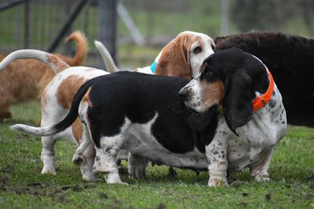 Basset Hound for sale by THELMAE