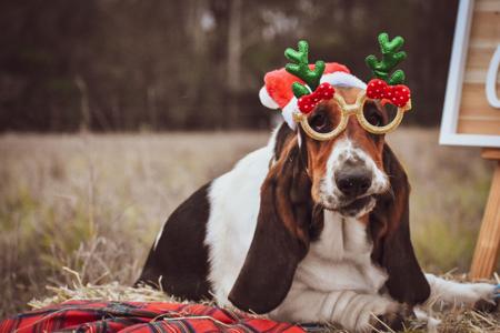 Basset Hound for sale by THELMAE