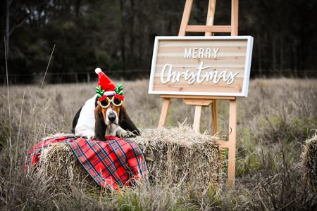 Basset Hound for sale by THELMAE