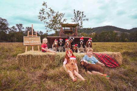 Basset Hound for sale by THELMAE