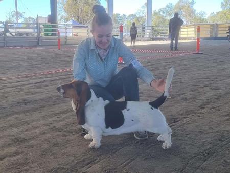 Basset Hound for sale by THELMAE